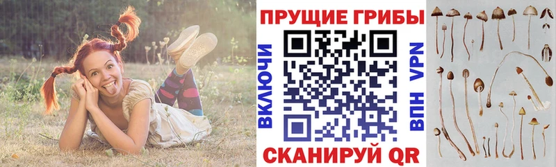 Псилоцибиновые грибы GOLDEN TEACHER  купить наркоту  Кукмор 